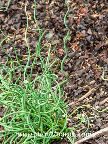 Juncus Afro (Juncus inflexus) 
Many of the cylindrical leaves will have this corkscrew feature.